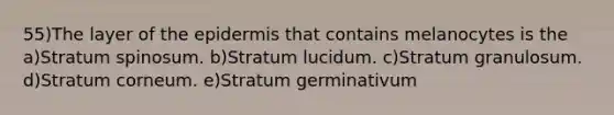 55)The layer of the epidermis that contains melanocytes is the a)Stratum spinosum. b)Stratum lucidum. c)Stratum granulosum. d)Stratum corneum. e)Stratum germinativum