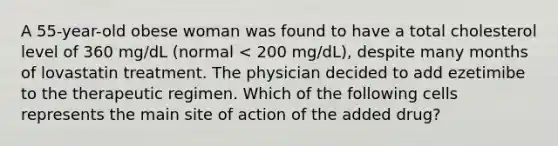 A 55-year-old obese woman was found to have a total cholesterol level of 360 mg/dL (normal < 200 mg/dL), despite many months of lovastatin treatment. The physician decided to add ezetimibe to the therapeutic regimen. Which of the following cells represents the main site of action of the added drug?