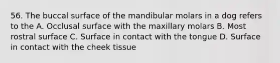 56. The buccal surface of the mandibular molars in a dog refers to the A. Occlusal surface with the maxillary molars B. Most rostral surface C. Surface in contact with the tongue D. Surface in contact with the cheek tissue