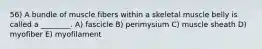 56) A bundle of muscle fibers within a skeletal muscle belly is called a ________. A) fascicle B) perimysium C) muscle sheath D) myofiber E) myofilament