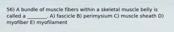 56) A bundle of muscle fibers within a skeletal muscle belly is called a ________. A) fascicle B) perimysium C) muscle sheath D) myofiber E) myofilament