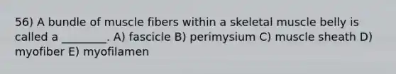 56) A bundle of muscle fibers within a skeletal muscle belly is called a ________. A) fascicle B) perimysium C) muscle sheath D) myofiber E) myofilamen