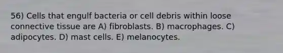 56) Cells that engulf bacteria or cell debris within loose connective tissue are A) fibroblasts. B) macrophages. C) adipocytes. D) mast cells. E) melanocytes.