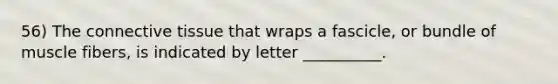 56) The <a href='https://www.questionai.com/knowledge/kYDr0DHyc8-connective-tissue' class='anchor-knowledge'>connective tissue</a> that wraps a fascicle, or bundle of muscle fibers, is indicated by letter __________.