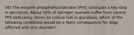 56) The enzyme phosphofructokinase (PFK) catalyzes a key step in glycolysis. About 10% of Springer spaniels suffer from canine PFK deficiency. Given its critical role in glycolysis, which of the following conditions would be a likely consequence for dogs afflicted with this disorder?