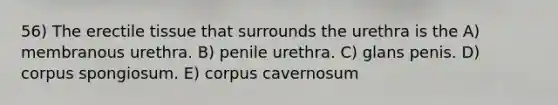 56) The erectile tissue that surrounds the urethra is the A) membranous urethra. B) penile urethra. C) glans penis. D) corpus spongiosum. E) corpus cavernosum