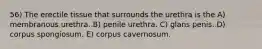 56) The erectile tissue that surrounds the urethra is the A) membranous urethra. B) penile urethra. C) glans penis. D) corpus spongiosum. E) corpus cavernosum.