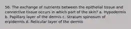 56. The exchange of nutrients between the epithelial tissue and connective tissue occurs in which part of the skin? a. Hypodermis b. Papillary layer of the dermis c. Stratum spinosum of erpidermis d. Reticular layer of the dermis