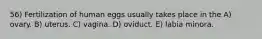 56) Fertilization of human eggs usually takes place in the A) ovary. B) uterus. C) vagina. D) oviduct. E) labia minora.