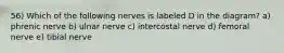 56) Which of the following nerves is labeled D in the diagram? a) phrenic nerve b) ulnar nerve c) intercostal nerve d) femoral nerve e) tibial nerve