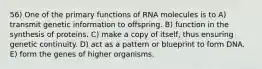 56) One of the primary functions of RNA molecules is to A) transmit genetic information to offspring. B) function in the synthesis of proteins. C) make a copy of itself, thus ensuring genetic continuity. D) act as a pattern or blueprint to form DNA. E) form the genes of higher organisms.