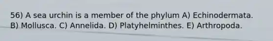 56) A sea urchin is a member of the phylum A) Echinodermata. B) Mollusca. C) Annelida. D) Platyhelminthes. E) Arthropoda.