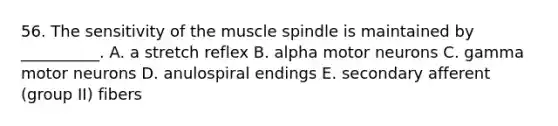 56. The sensitivity of the muscle spindle is maintained by __________. A. a stretch reflex B. alpha motor neurons C. gamma motor neurons D. anulospiral endings E. secondary afferent (group II) fibers