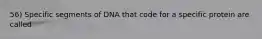 56) Specific segments of DNA that code for a specific protein are called