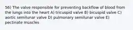 56) The valve responsible for preventing backflow of blood from the lungs into the heart A) tricuspid valve B) bicuspid valve C) aortic semilunar valve D) pulmonary semilunar valve E) pectinate muscles