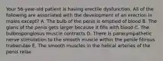 Your 56-year-old patient is having erectile dysfunction. All of the following are associated with the development of an erection in males except? A. The bulb of the penis is emptied of blood B. The glans of the penis gets larger because it fills with blood C. The bulbospongiosus muscle contracts D. There is parasympathetic nerve stimulation to the smooth muscle within the penile fibrous trabeculae E. The smooth muscles in the helical arteries of the penis relax