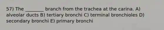 57) The ________ branch from the trachea at the carina. A) alveolar ducts B) tertiary bronchi C) terminal bronchioles D) secondary bronchi E) primary bronchi