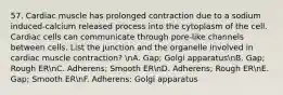 57. Cardiac muscle has prolonged contraction due to a sodium induced-calcium released process into the cytoplasm of the cell. Cardiac cells can communicate through pore-like channels between cells. List the junction and the organelle involved in cardiac muscle contraction? nA. Gap; Golgi apparatusnB. Gap; Rough ERnC. Adherens; Smooth ERnD. Adherens; Rough ERnE. Gap; Smooth ERnF. Adherens; Golgi apparatus