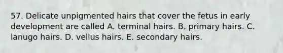 57. Delicate unpigmented hairs that cover the fetus in early development are called A. terminal hairs. B. primary hairs. C. lanugo hairs. D. vellus hairs. E. secondary hairs.