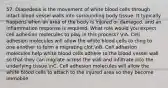 57. Diapedesis is the movement of white blood cells through intact blood vessel walls into surrounding body tissue. It typically happens when an area of the body is injured or damaged, and an inflammation response is required. What role would you expect cell adhesion molecules to play in this process? nA. Cell adhesion molecules will allow the white blood cells to cling to one another to form a migrating clot.nB. Cell adhesion molecules help white blood cells adhere to the blood vessel wall so that they can migrate across the wall and infiltrate into the underlying tissue.nC. Cell adhesion molecules will allow the white blood cells to attach to the injured area so they become immobile.