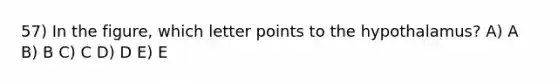 57) In the figure, which letter points to the hypothalamus? A) A B) B C) C D) D E) E
