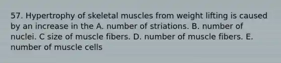 57. Hypertrophy of skeletal muscles from weight lifting is caused by an increase in the A. number of striations. B. number of nuclei. C size of muscle fibers. D. number of muscle fibers. E. number of muscle cells