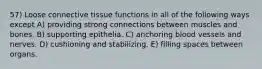 57) Loose connective tissue functions in all of the following ways except A) providing strong connections between muscles and bones. B) supporting epithelia. C) anchoring blood vessels and nerves. D) cushioning and stabilizing. E) filling spaces between organs.