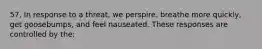 57. In response to a threat, we perspire, breathe more quickly, get goosebumps, and feel nauseated. These responses are controlled by the: