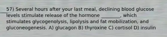 57) Several hours after your last meal, declining blood glucose levels stimulate release of the hormone ________, which stimulates glycogenolysis, lipolysis and fat mobilization, and gluconeogenesis. A) glucagon B) thyroxine C) cortisol D) insulin