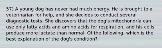 57) A young dog has never had much energy. He is brought to a veterinarian for help, and she decides to conduct several diagnostic tests. She discovers that the dog's mitochondria can use only fatty acids and amino acids for respiration, and his cells produce more lactate than normal. Of the following, which is the best explanation of the dog's condition?