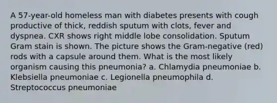 A 57-year-old homeless man with diabetes presents with cough productive of thick, reddish sputum with clots, fever and dyspnea. CXR shows right middle lobe consolidation. Sputum Gram stain is shown. The picture shows the Gram-negative (red) rods with a capsule around them. What is the most likely organism causing this pneumonia? a. Chlamydia pneumoniae b. Klebsiella pneumoniae c. Legionella pneumophila d. Streptococcus pneumoniae