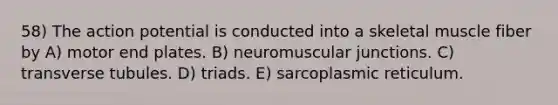 58) The action potential is conducted into a skeletal muscle fiber by A) motor end plates. B) neuromuscular junctions. C) transverse tubules. D) triads. E) sarcoplasmic reticulum.