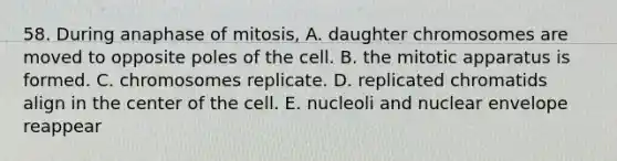 58. During anaphase of mitosis, A. daughter chromosomes are moved to opposite poles of the cell. B. the mitotic apparatus is formed. C. chromosomes replicate. D. replicated chromatids align in the center of the cell. E. nucleoli and nuclear envelope reappear