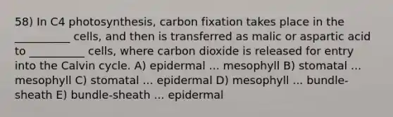 58) In C4 photosynthesis, carbon fixation takes place in the __________ cells, and then is transferred as malic or aspartic acid to __________ cells, where carbon dioxide is released for entry into the Calvin cycle. A) epidermal ... mesophyll B) stomatal ... mesophyll C) stomatal ... epidermal D) mesophyll ... bundle-sheath E) bundle-sheath ... epidermal