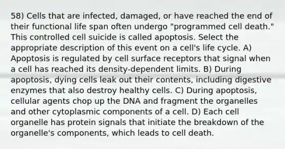 58) Cells that are infected, damaged, or have reached the end of their functional life span often undergo "programmed cell death." This controlled cell suicide is called apoptosis. Select the appropriate description of this event on a cell's life cycle. A) Apoptosis is regulated by cell surface receptors that signal when a cell has reached its density-dependent limits. B) During apoptosis, dying cells leak out their contents, including digestive enzymes that also destroy healthy cells. C) During apoptosis, cellular agents chop up the DNA and fragment the organelles and other cytoplasmic components of a cell. D) Each cell organelle has protein signals that initiate the breakdown of the organelle's components, which leads to cell death.