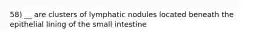 58) __ are clusters of lymphatic nodules located beneath the epithelial lining of the small intestine