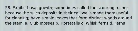 58. Exhibit basal growth; sometimes called the scouring rushes because the silica deposits in their cell walls made them useful for cleaning; have simple leaves that form distinct whorls around the stem. a. Club mosses b. Horsetails c. Whisk ferns d. Ferns