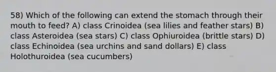 58) Which of the following can extend <a href='https://www.questionai.com/knowledge/kLccSGjkt8-the-stomach' class='anchor-knowledge'>the stomach</a> through their mouth to feed? A) class Crinoidea (sea lilies and feather stars) B) class Asteroidea (sea stars) C) class Ophiuroidea (brittle stars) D) class Echinoidea (sea urchins and sand dollars) E) class Holothuroidea (sea cucumbers)