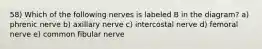 58) Which of the following nerves is labeled B in the diagram? a) phrenic nerve b) axillary nerve c) intercostal nerve d) femoral nerve e) common fibular nerve