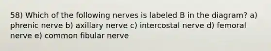 58) Which of the following nerves is labeled B in the diagram? a) phrenic nerve b) axillary nerve c) intercostal nerve d) femoral nerve e) common fibular nerve