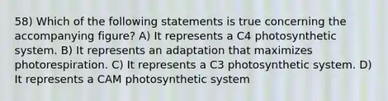 58) Which of the following statements is true concerning the accompanying figure? A) It represents a C4 photosynthetic system. B) It represents an adaptation that maximizes photorespiration. C) It represents a C3 photosynthetic system. D) It represents a CAM photosynthetic system