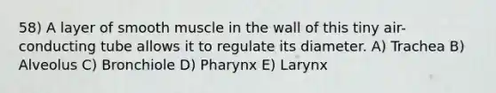 58) A layer of smooth muscle in the wall of this tiny air-conducting tube allows it to regulate its diameter. A) Trachea B) Alveolus C) Bronchiole D) Pharynx E) Larynx