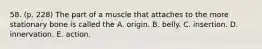 58. (p. 228) The part of a muscle that attaches to the more stationary bone is called the A. origin. B. belly. C. insertion. D. innervation. E. action.