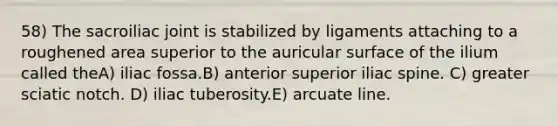 58) The sacroiliac joint is stabilized by ligaments attaching to a roughened area superior to the auricular surface of the ilium called theA) iliac fossa.B) anterior superior iliac spine. C) greater sciatic notch. D) iliac tuberosity.E) arcuate line.