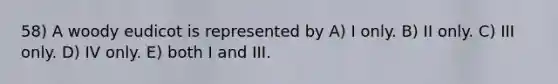 58) A woody eudicot is represented by A) I only. B) II only. C) III only. D) IV only. E) both I and III.