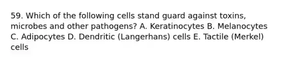 59. Which of the following cells stand guard against toxins, microbes and other pathogens? A. Keratinocytes B. Melanocytes C. Adipocytes D. Dendritic (Langerhans) cells E. Tactile (Merkel) cells