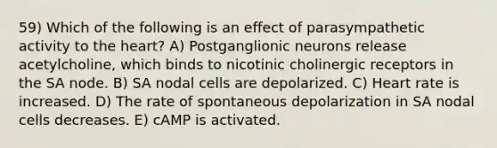 59) Which of the following is an effect of parasympathetic activity to the heart? A) Postganglionic neurons release acetylcholine, which binds to nicotinic cholinergic receptors in the SA node. B) SA nodal cells are depolarized. C) Heart rate is increased. D) The rate of spontaneous depolarization in SA nodal cells decreases. E) cAMP is activated.