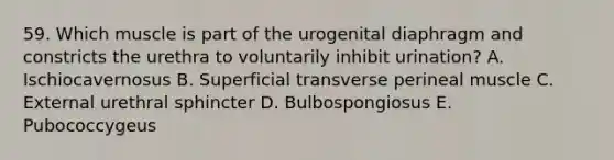 59. Which muscle is part of the urogenital diaphragm and constricts the urethra to voluntarily inhibit urination? A. Ischiocavernosus B. Superficial transverse perineal muscle C. External urethral sphincter D. Bulbospongiosus E. Pubococcygeus