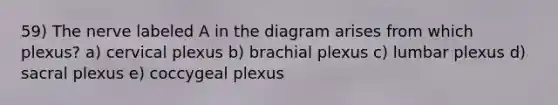 59) The nerve labeled A in the diagram arises from which plexus? a) cervical plexus b) brachial plexus c) lumbar plexus d) sacral plexus e) coccygeal plexus