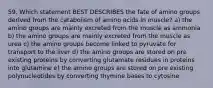 59. Which statement BEST DESCRIBES the fate of amino groups derived from the catabolism of amino acids in muscle? a) the amino groups are mainly excreted from the muscle as ammonia b) the amino groups are mainly excreted from the muscle as urea c) the amino groups become linked to pyruvate for transport to the liver d) the amino groups are stored on pre existing proteins by converting glutamate residues in proteins into glutamine e) the amino groups are stored on pre existing polynucleotides by converting thymine bases to cytosine